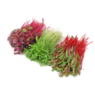 新鲜三色混合苗火红苗甜菜苗香菜芽苗西餐日料刺身摆盘装饰沙拉菜