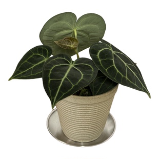 克莱恩花烛室内盆栽客厅办公室桌面好养懒人耐旱新手ins植物热植