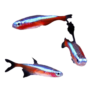 宝莲灯灯笼鱼红绿灯小型灯科鱼水草缸群游淡水鱼热带鱼观赏鱼