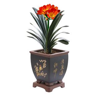 君子兰盆栽带花苞高端精品特级花苗带盆栽好植物名贵小苗室内花卉