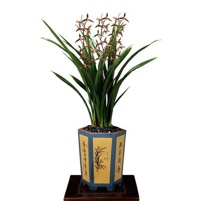 翁源兰花老种墨兰除甲醛高大浓香