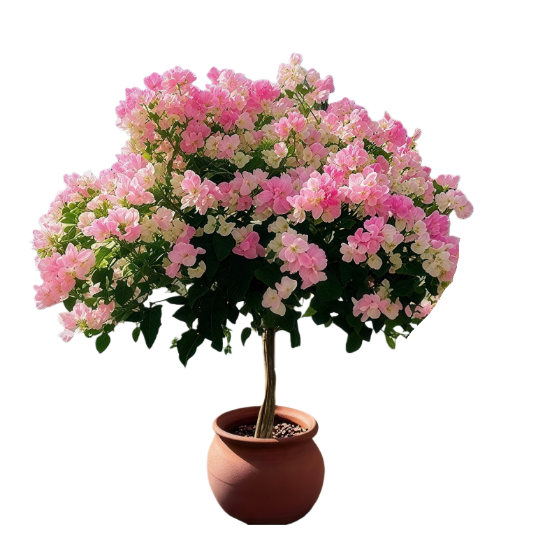 三角梅盆栽带花四季花卉绿樱红