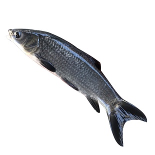 螺丝青鱼苗黑皖鱼大快型草鱼苗鲫鱼苗四大家鱼苗养殖活体鱼苗包活