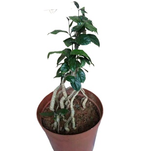 德庆巴戟天盆景植物室内四季常青窗台庭院阳台好养盆栽绿植苗花卉