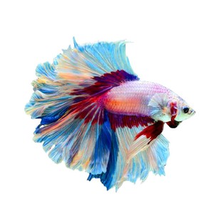 神仙鱼燕子鱼灯鱼虎皮扯旗丽丽鱼黑裙鱼曼龙鱼活体鱼观赏鱼热带鱼