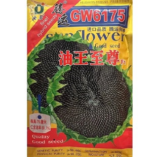 向日葵种孑食用矮杆葵花籽种观赏高杆油葵种子盆栽室外种植太阳花