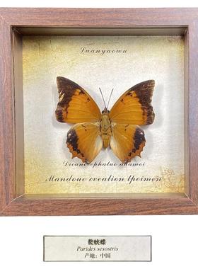 样板间儿童房植物标本软装摆件