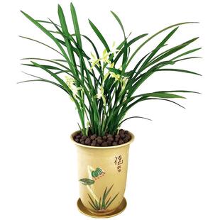 兰花苗夏带花苞建兰 大凤素开花四季 浓香型盆栽植物室内四季好养