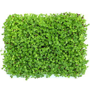 香椿籽种子种四季红油香椿树苗芽苗菜香春芽种孑水培种植香椿树种