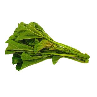 四川冬寒菜新鲜马蹄菜时令蔬菜农家东汉菜东苋菜熬粥煮汤冬苋菜