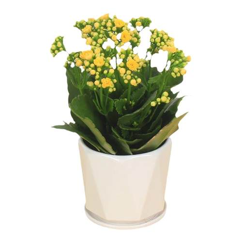 长寿花盆栽重瓣花苗四季开花的花带花苞观花植物室内大盆花卉好养