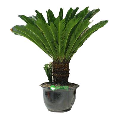 上海同城绿植铁树盆栽常青绿植