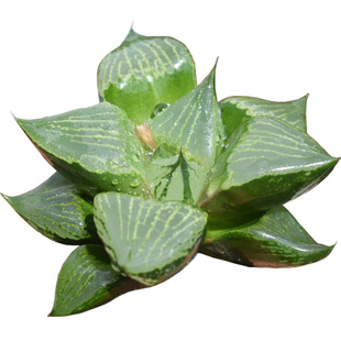 裹般若 瓦苇十二卷经典多年大株珍稀多肉植物裹班若寿 有一物一拍