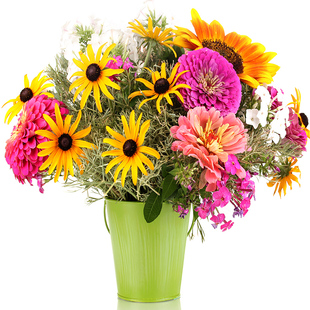 百日草种子矮杆重瓣百日菊花籽波斯菊格桑花四季开花易活花种籽子