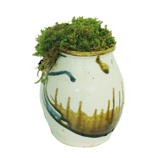 盆栽铺面装饰水苔兰花种植苗木干苔藓石斛水草青苔宠物龟冬眠铺垫