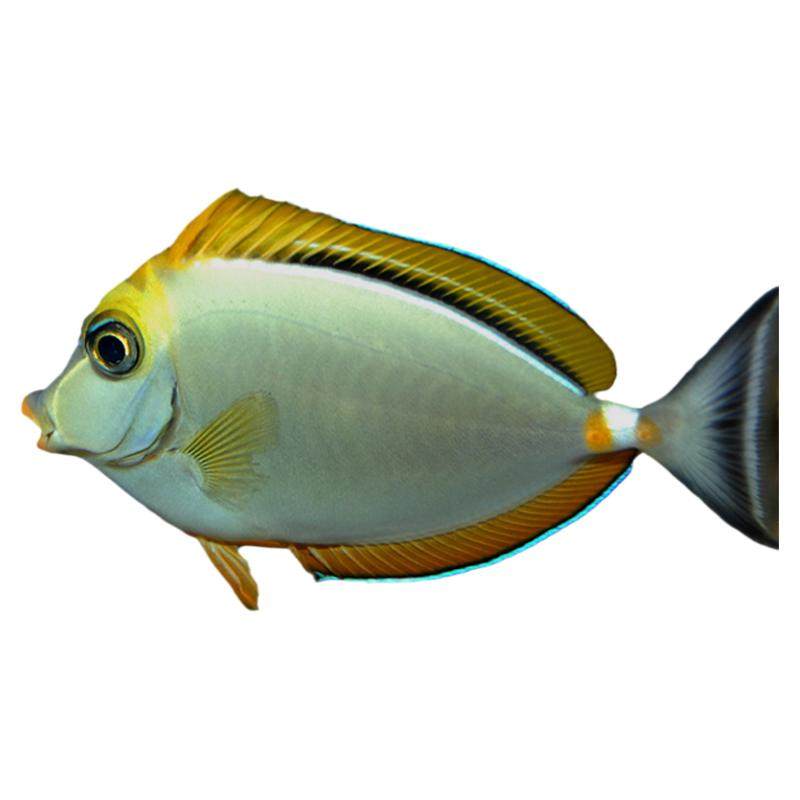 天狗吊黄一字吊金毛吊黄吊斑马吊独角食苔吊海水观赏鱼检疫秒颗粒