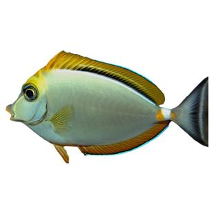 天狗吊黄一字吊金毛吊黄吊斑马吊独角食苔吊海水观赏鱼检疫秒颗粒