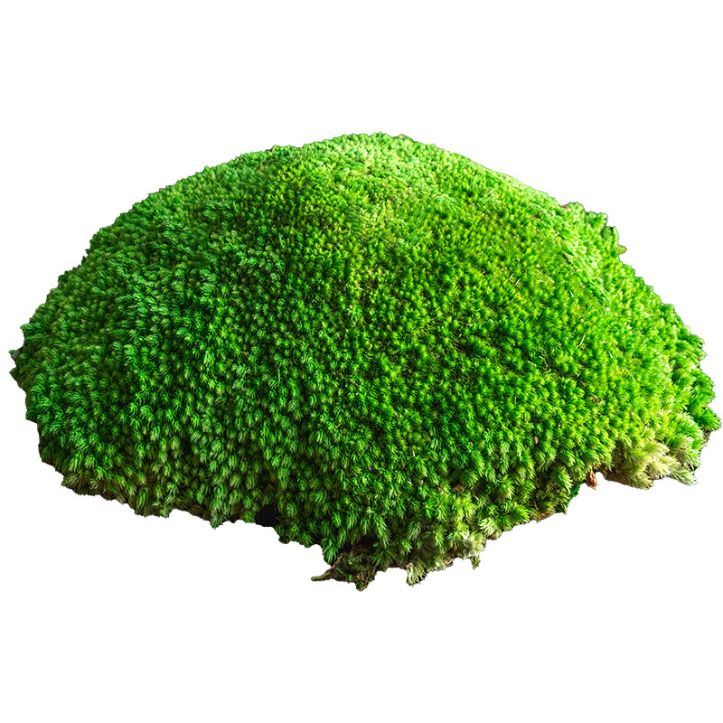 上海发货永生苔藓精品苔藓块青苔