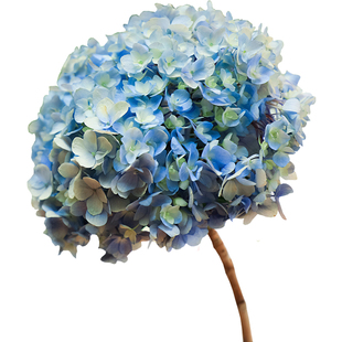 绣球花鲜花直批花束云南昆明基地直发家用水养插花直供新花卉市场