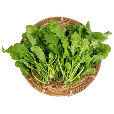 顺丰荠菜新鲜春荠菜野生现挖地丁