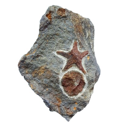 海星化石原石标本稀有珍贵