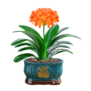 四季君子兰盆栽老苗带花苞室内植物常绿好养活多肉花卉易活净化绿