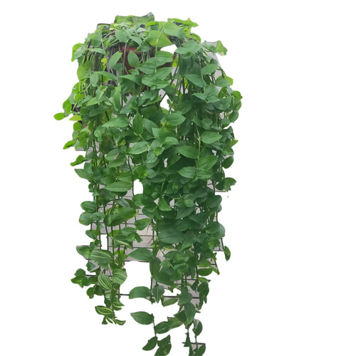 青白玉花叶鸭舌吊兰锦盆栽室内观叶垂吊植物好养活防辐射四季长绿