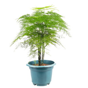 密叶文竹种子15粒景观云竹云片松种籽室内盆栽绿植四季常青春秋播