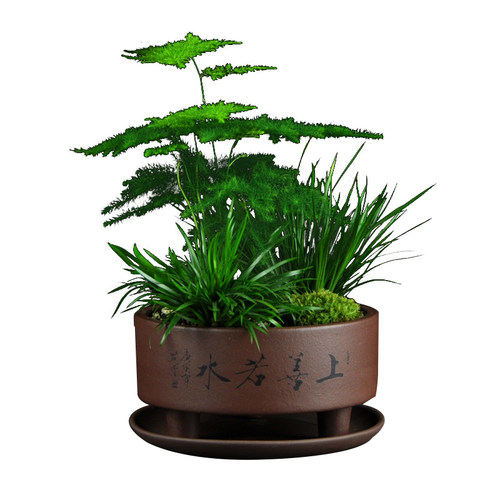 菖蒲黄金姬虎须附石造景紫砂盆植物盆景花微景观摆件盆栽阳台绿植