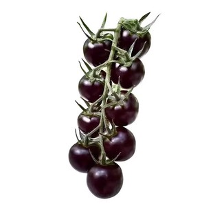 黑番茄的种子种苗秧苗黑紫小番茄黑珍珠大西红柿种孑圣女果籽盆栽