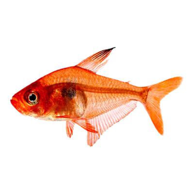 红衣梦幻旗淡水南美小型扯旗灯鱼