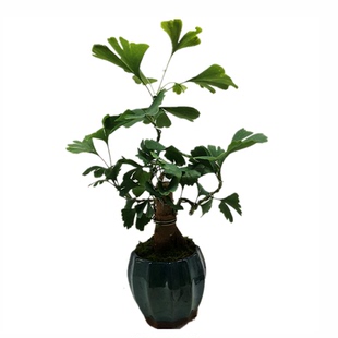 银杏盆景树桩盆栽老桩中小型绿植树苗盆景微型小桩造型白果包邮