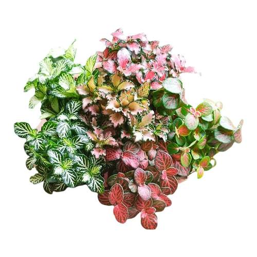苔藓微景观