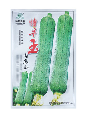 特早熟农户专用肉丝瓜种子