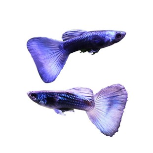 孔雀鱼纯种活体热带观赏鱼斑马鱼灯科鱼凤尾鱼金鱼苗淡水新手好养