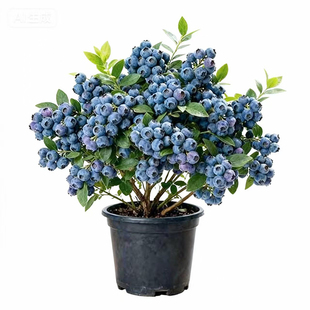 蓝莓树果苗盆栽特大号室内外蓝梅苗地栽阳台四季南北方种植果树