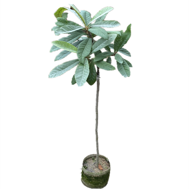 广东无核四季庭院种植枇杷树苗