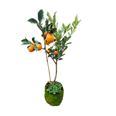 第三代脆蜜金桔树苗四代脆滑皮苗