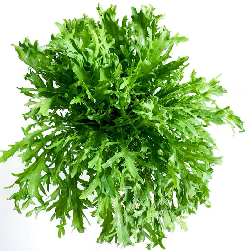 云南生态种植苦苣新鲜蔬菜沙拉生吃即食苦细叶苦叶生菜狗牙菜顺丰
