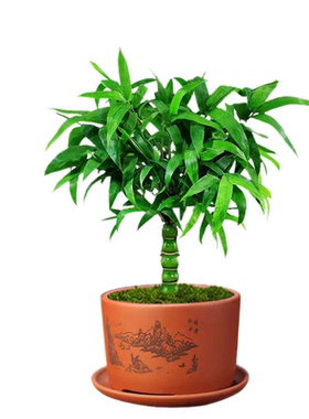 佛肚竹盆栽老桩绿植景罗汉