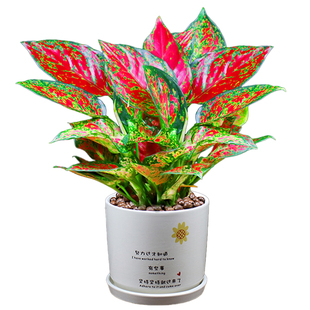 如意皇后盆栽吉利红客厅办公室内花好养四季常青开业送礼桌面绿植