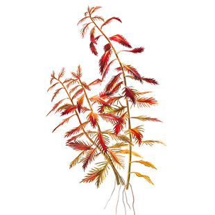 红雨伞水草绿雨伞红色后景水下叶淡水鱼缸造景装饰南美小圆叶水族