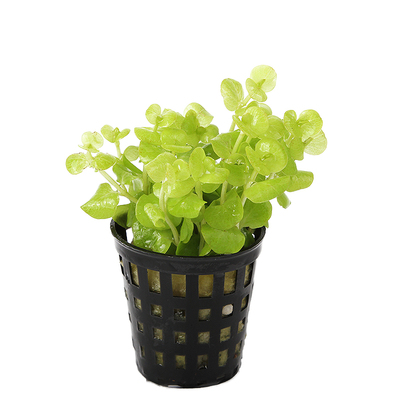 叉柱花日本矮爬地珍珠天胡荽前景