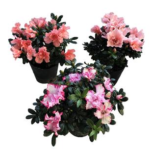 三盆28杜鹃花植物室内带花苞四季好养常年开花的盆栽花观花植物花