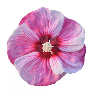 大花芙蓉葵扎染奇迹完美风暴多年生宿根花卉植物秋葵休眠苗