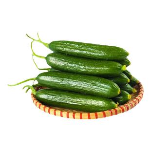 新鲜脆嫩水果黄瓜生吃小黄瓜青瓜蔬菜时令当季白玉黄瓜山东瓜蔬菜