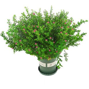 满天星盆栽植物室内客厅阳台绿植花期超长的盆栽花卉当年开花不断