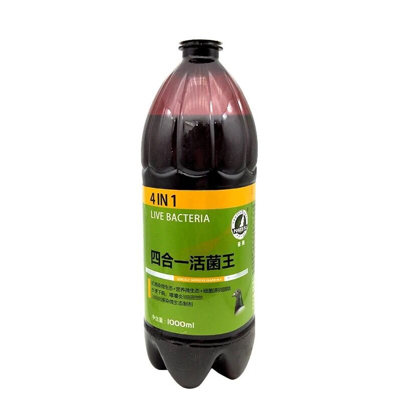 鸽子日常护理活菌鸽子豪翔