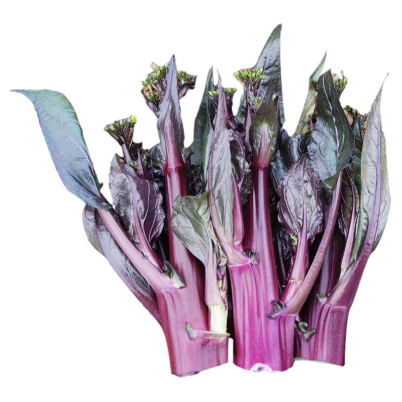 红菜苔种子紫种籽正宗蔬菜孑菜籽广东甜菜红菜心油菜薹籽种湖北苗
