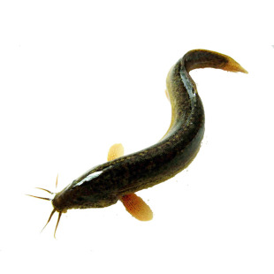 小泥鳅活饵钓鱼打窝翘嘴泥养殖鳅苗鲜活泥鳅活体鳅鱼诱饵鳄龟活食